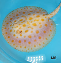 Load image into Gallery viewer, Albino Tangerine Designer Hybrid Stingray (Potamotrygon sp)