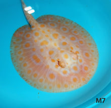Load image into Gallery viewer, Albino Tangerine Designer Hybrid Stingray (Potamotrygon sp)