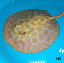 Load image into Gallery viewer, Albino Red Lucy Pearl Hybrid Stingray (Potamotrygon jabuti sp)
