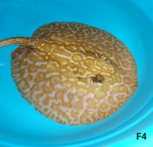 Load image into Gallery viewer, Albino Red Lucy Pearl Hybrid Stingray (Potamotrygon jabuti sp)
