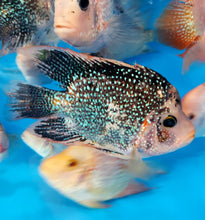 Load image into Gallery viewer, Red Texas Cichlid (Herichthys cyanoguttatus sp)