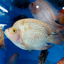 Load image into Gallery viewer, Red Texas Cichlid (Herichthys cyanoguttatus sp)