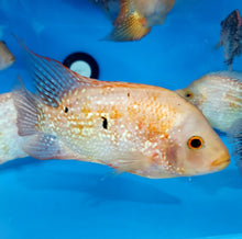 Load image into Gallery viewer, Red Texas Cichlid (Herichthys cyanoguttatus sp)