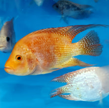 Load image into Gallery viewer, Red Texas Cichlid (Herichthys cyanoguttatus sp)