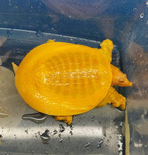 Load image into Gallery viewer, Albino Chinese Softshell Turtle (Pelodiscus sinensis)