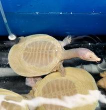 Load image into Gallery viewer, Albino Chinese Softshell Turtle (Pelodiscus sinensis)