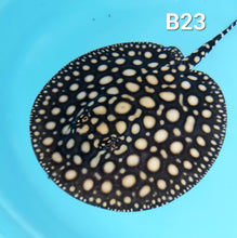 Load image into Gallery viewer, Thousand Island Black Diamond Stingray (Potamotrygon leopoldi)