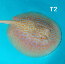 Load image into Gallery viewer, Albino Tangerine Pearl Stingray (Potamotrygon jabuti)