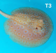 Load image into Gallery viewer, Albino Tangerine Pearl Stingray (Potamotrygon jabuti)