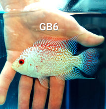 Load image into Gallery viewer, Golden Base Flowerhorn Cichlid (Cichlasoma sp)