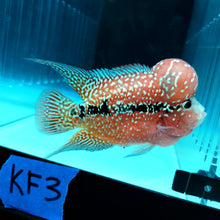 Load image into Gallery viewer, Kamfa Flowerhorn Cichlid (Cichlasoma sp)
