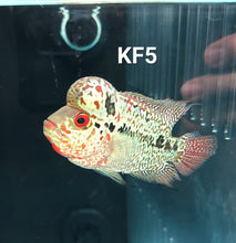 Load image into Gallery viewer, Kamfa Flowerhorn Cichlid (Cichlasoma sp)