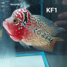 Load image into Gallery viewer, Kamfa Flowerhorn Cichlid (Cichlasoma sp)