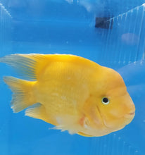 Load image into Gallery viewer, King Kong Golden / Yellow Mammon Parrot Cichlid (Cichlasoma sp)