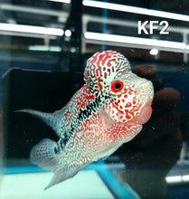 Load image into Gallery viewer, Kamfa Flowerhorn Cichlid (Cichlasoma sp)