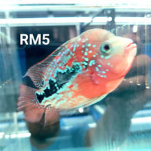 Load image into Gallery viewer, Red Monkey Kamfa Flowerhorn Cichlid (Vieja sp)
