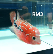 Load image into Gallery viewer, Red Monkey Kamfa Flowerhorn Cichlid (Vieja sp)