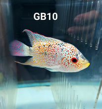 Load image into Gallery viewer, Golden Base Flowerhorn Cichlid (Cichlasoma sp)