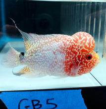 Load image into Gallery viewer, Golden Base Flowerhorn Cichlid (Cichlasoma sp)