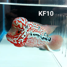 Load image into Gallery viewer, Kamfa Flowerhorn Cichlid (Cichlasoma sp)