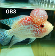 Load image into Gallery viewer, Golden Base Flowerhorn Cichlid (Cichlasoma sp)