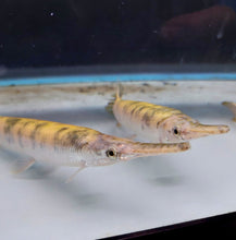Load image into Gallery viewer, Golden Marble Florida Gar (Lepisosteus platyrhincus)