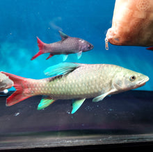Load image into Gallery viewer, African Crimson Sky Mahseer (Labeobarbus malagarisi)