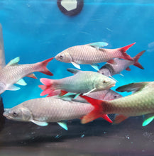 Load image into Gallery viewer, African Crimson Sky Mahseer (Labeobarbus malagarisi)