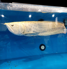 Load image into Gallery viewer, Albino Chocolate Crossbelly Silver Arowana (Osteoglossum bicirrhosum)
