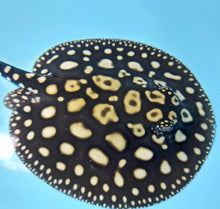 Load image into Gallery viewer, Eclipse Black Diamond Stingray (Potamotrygon leopoldi)