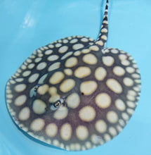 Load image into Gallery viewer, Super White / Super White Cross Big Spot Black Diamond Hybrid Stingray (Potamotrygon leopoldi sp)