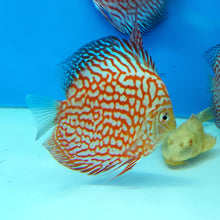 Load image into Gallery viewer, Red Checkerboard Pigeon Discus (Symphysodon aequifasciatus)