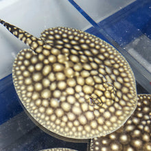 Load image into Gallery viewer, Galaxy P14 Stingray (Potamotrygon albimaculata)