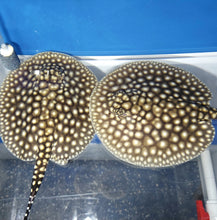 Load image into Gallery viewer, Galaxy P14 Stingray (Potamotrygon albimaculata)