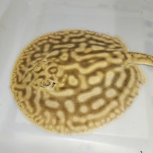 Load image into Gallery viewer, Line Pearl Leucistic Key Freshwater Stingray (Potamotrygon jabuti)