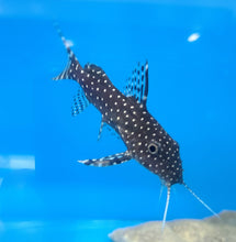 Load image into Gallery viewer, Polkadot Synodontis (Synodontis angelicus)
