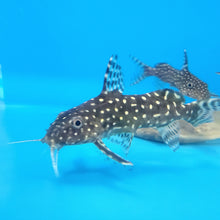 Load image into Gallery viewer, Polkadot Synodontis (Synodontis angelicus)