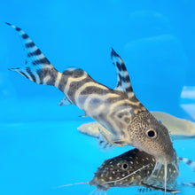 Load image into Gallery viewer, Decorus Angelicus Hybrid Synodontis Catfish (Synodontis decorus)