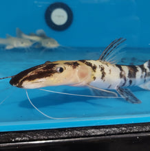 Load image into Gallery viewer, Albino Golden Marble Tiger Shovelnose Catfish (Pseudoplatystoma fasciatum)