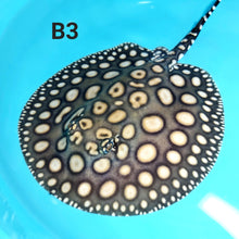 Load image into Gallery viewer, Eclipse Black Diamond Stingray (Potamotrygon leopoldi)