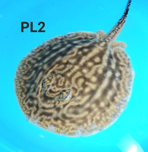 Load image into Gallery viewer, Line Pearl Leucistic Key Freshwater Stingray (Potamotrygon jabuti)