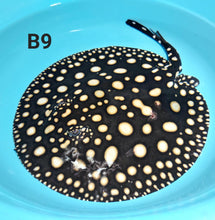 Load image into Gallery viewer, Thousand Island Black Diamond Stingray (Potamotrygon leopoldi)