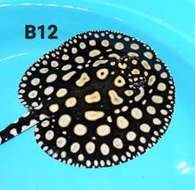 Load image into Gallery viewer, Eclipse Black Diamond Stingray (Potamotrygon leopoldi)
