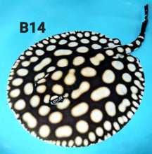 Load image into Gallery viewer, Super White / Super White Cross Big Spot Black Diamond Hybrid Stingray (Potamotrygon leopoldi sp)