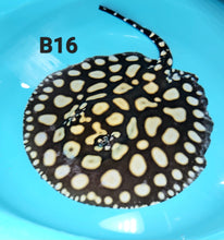 Load image into Gallery viewer, Eclipse Black Diamond Stingray (Potamotrygon leopoldi)