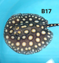 Load image into Gallery viewer, Super White / Super White Cross Big Spot Black Diamond Hybrid Stingray (Potamotrygon leopoldi sp)