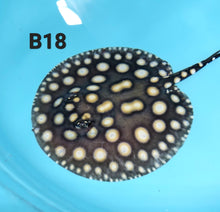 Load image into Gallery viewer, Super White / Super White Cross Big Spot Black Diamond Hybrid Stingray (Potamotrygon leopoldi sp)