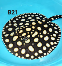Load image into Gallery viewer, Thousand Island Black Diamond Stingray (Potamotrygon leopoldi)