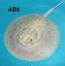 Load image into Gallery viewer, Albino Black Diamond Stingray (Potamotrygon leopoldi)