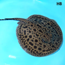 Load image into Gallery viewer, Designer Hybrid Stingray (Potamotrygon sp)